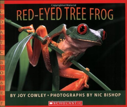 Red-eyed Tree Frog 